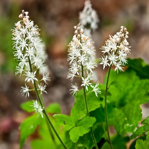 White Tiarella Flower