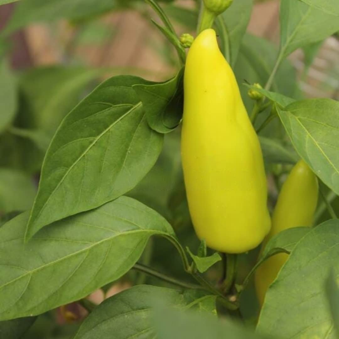 Pepper Capsicum Annuum Hungarian Wax Vegetable Seeds for Planting – Perfect for Spicy Kitchen Garden and High Yield