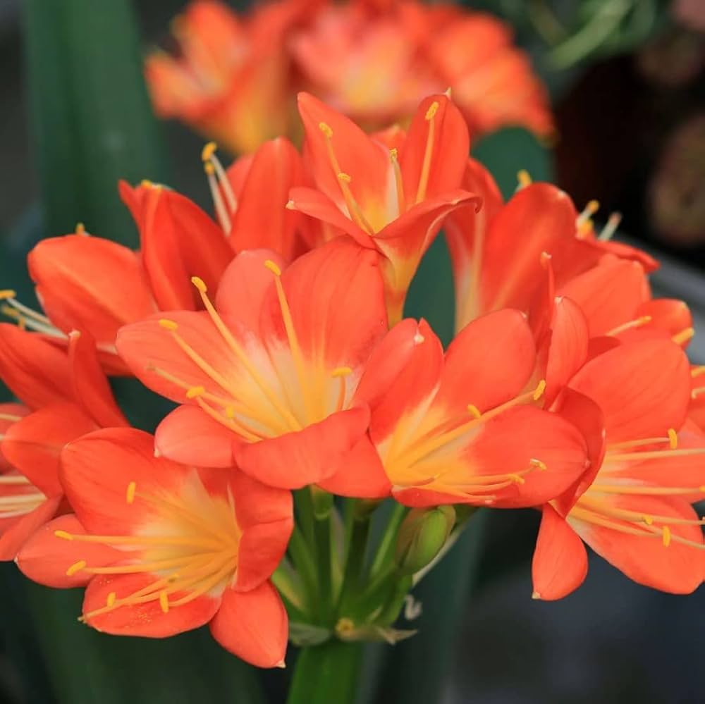 Clivia miniata Flowering Seeds For Planting in indoor pots or low-light garden areas