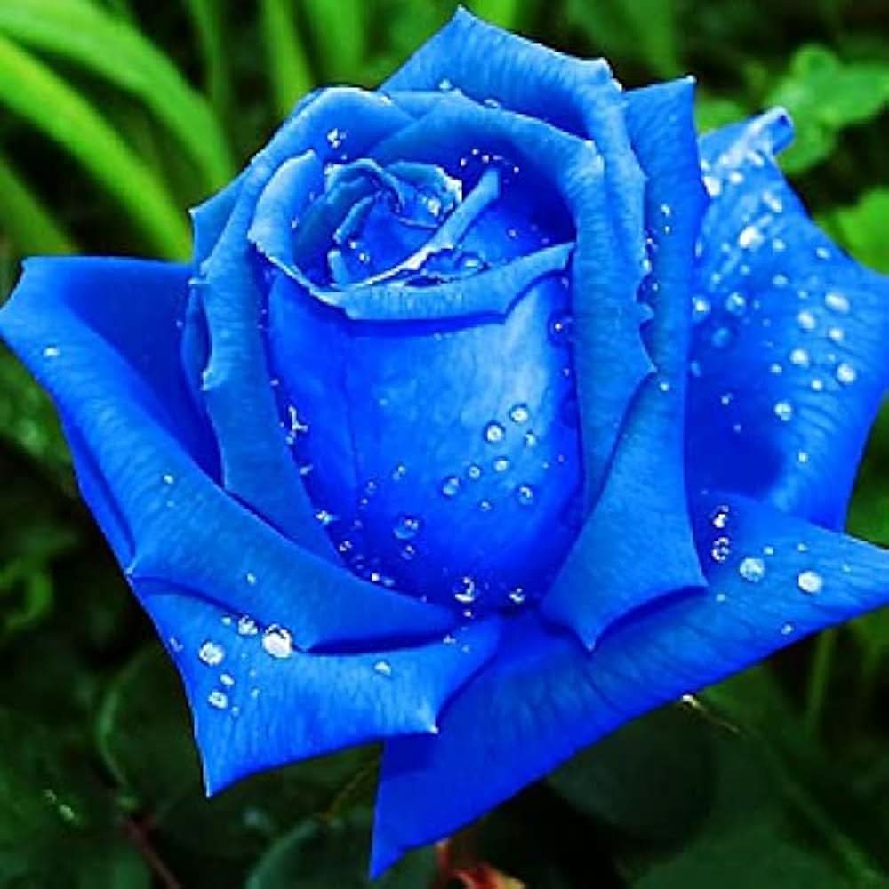 Rainbow Rose Rosa hybrida Sky Blue Flower Seeds for vertical gardens and home pots