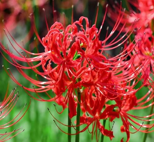 Lycoris Flower - Heirloom, Non - Gmo Seeds