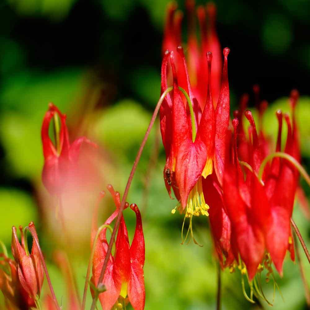 Columbine Eastern Red Seeds – for Aquilegia Canadensis Flowers