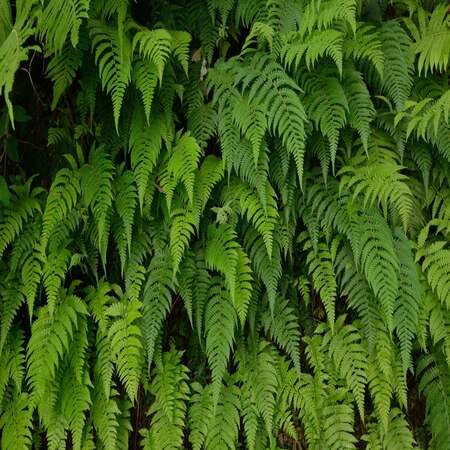 Green Fern - Heirloom, Non - Gmo Seeds