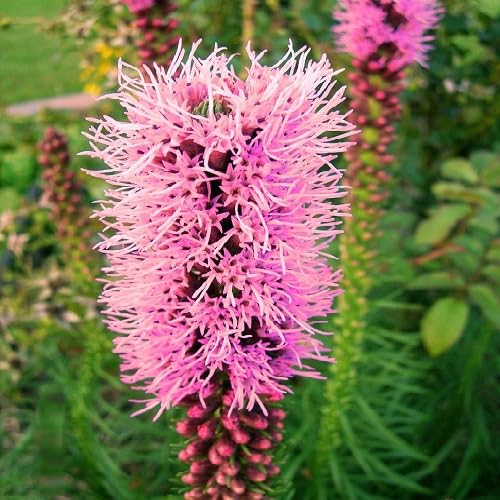 Pink Liatris Flower