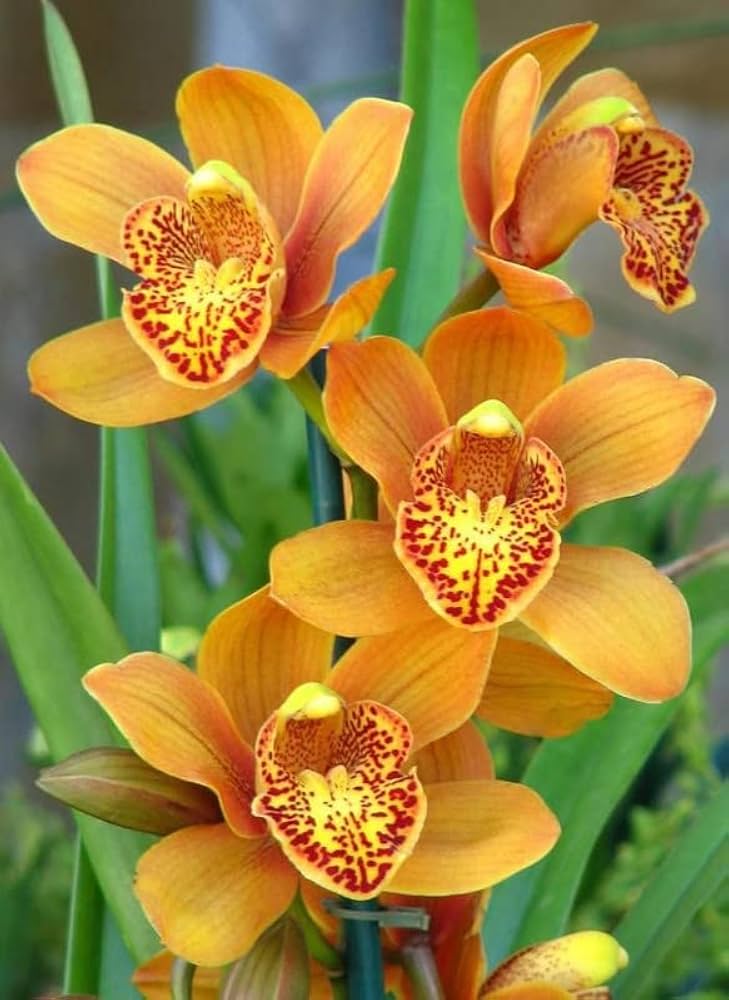 Orange Mini Orchid Flower Seeds for Planting - 100 pcs