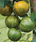 Green Zebra Tomato Solanum lycopersicum seeds for garden planting