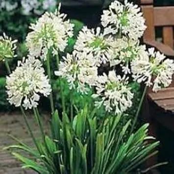 Agapanthus Plant Seeds for Planting - NON GMO Seeds Dhara Seeds