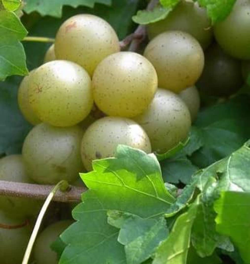 Heirloom Non-GMO Giant Scuppernong White Muscadine - Seeds for Sweet, Large Grapes with Unique Flavor