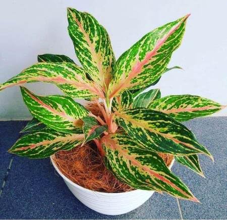 Green Aglaonema - Heirloom, Non - Gmo Seeds