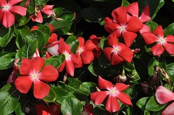 Heirloom Non-GMO Orange Periwinkle Flower Seeds for Bright and Low-Maintenance Garden Planting