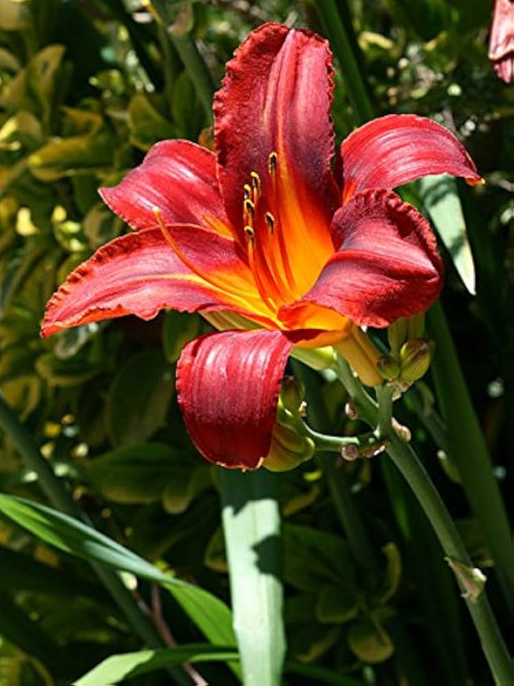 Daylily Hemerocallis spp. Seeds for Planting