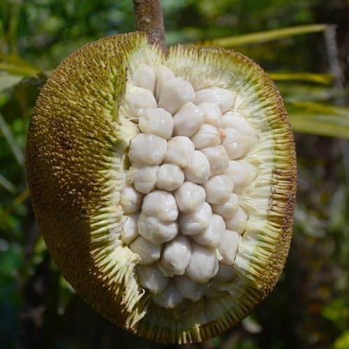Marang Fruit White - Heirloom, Non - Gmo Seeds