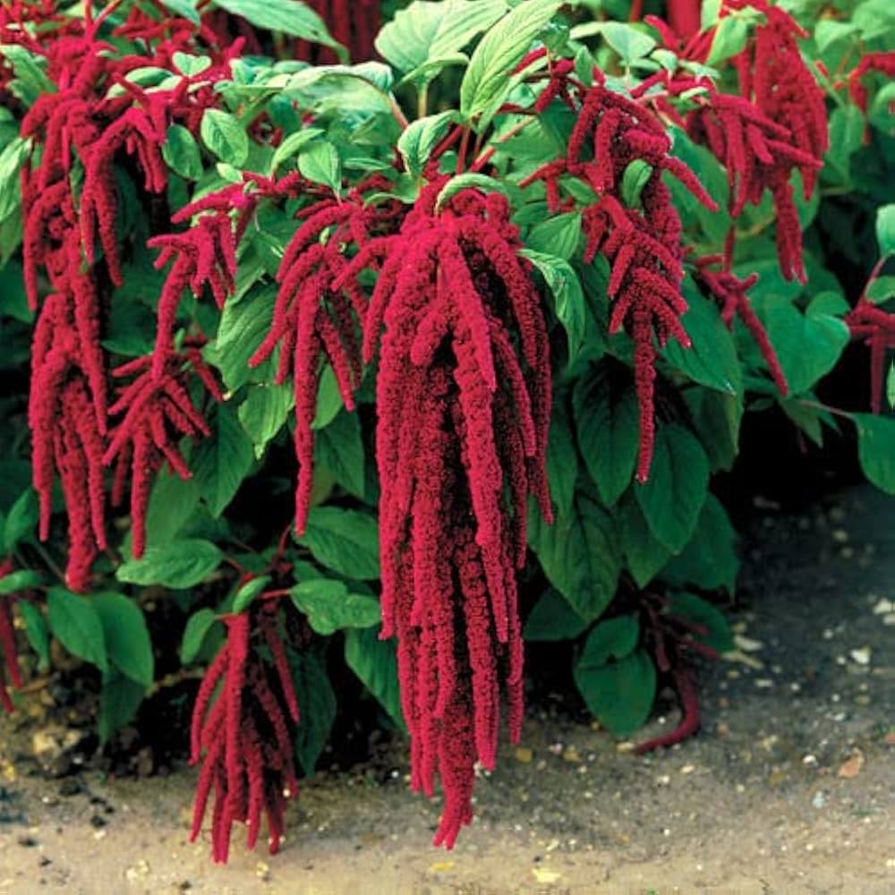 Love Lies Bleeding Seeds