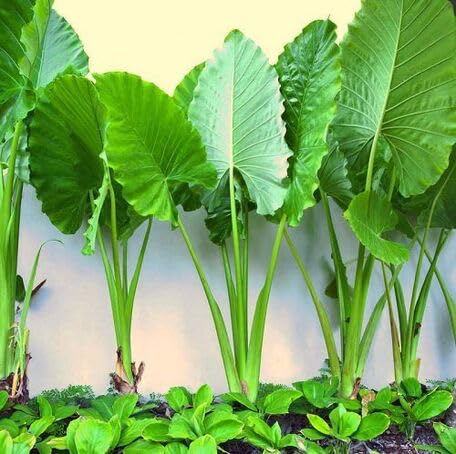 Green Alocasia - Heirloom, Non - Gmo Seeds
