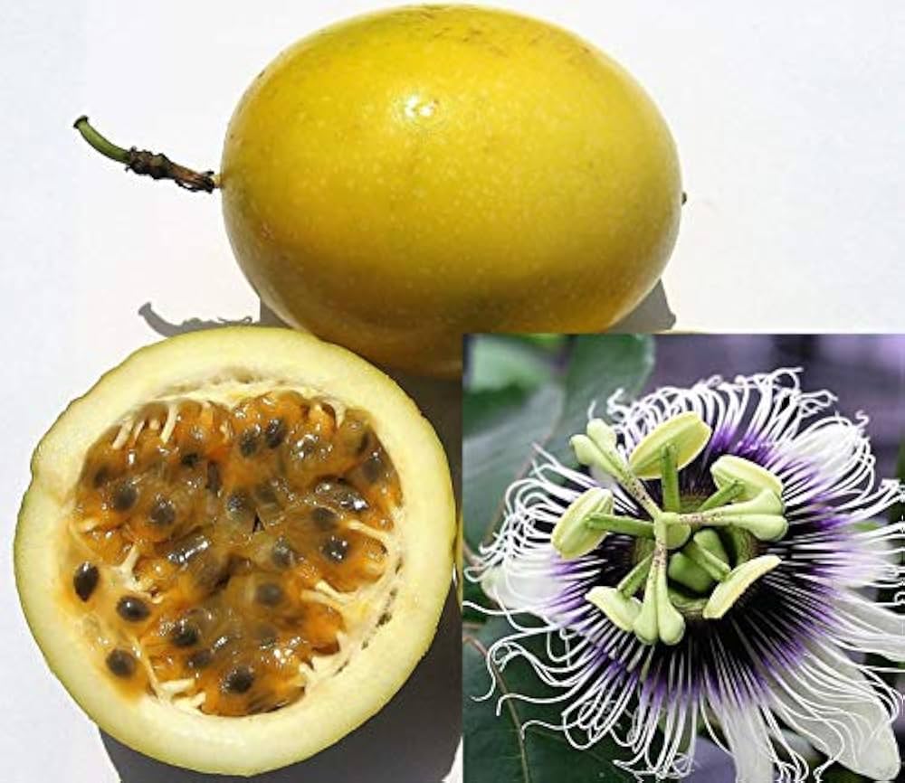 Yellow Passion Fruit (Passiflora edulis f. flavicarpa / Common Name: Yellow Passion Fruit)