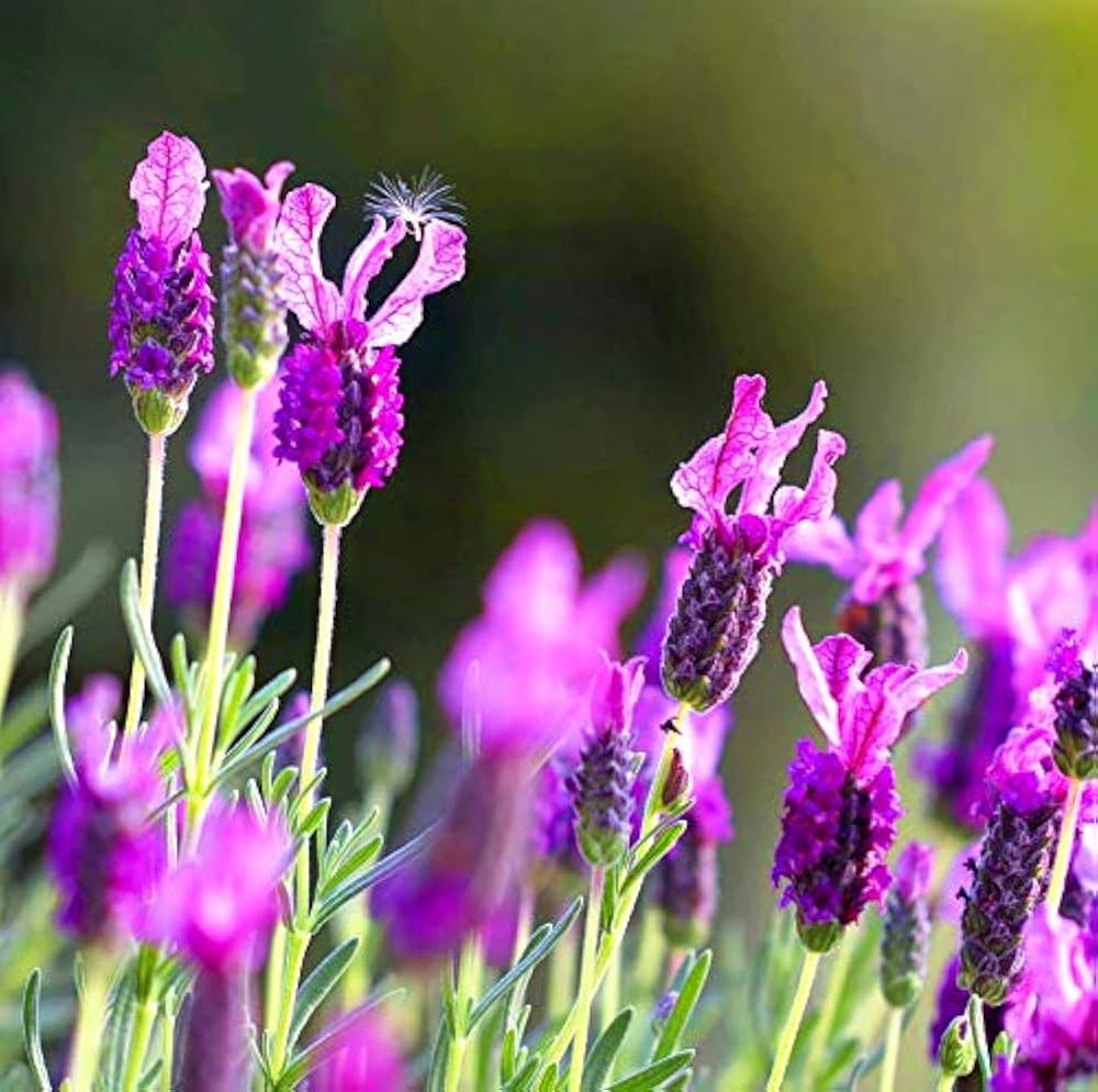 Rosea Rosa Lavender Lavandula angustifolia Seeds for Planting flower bed herb garden