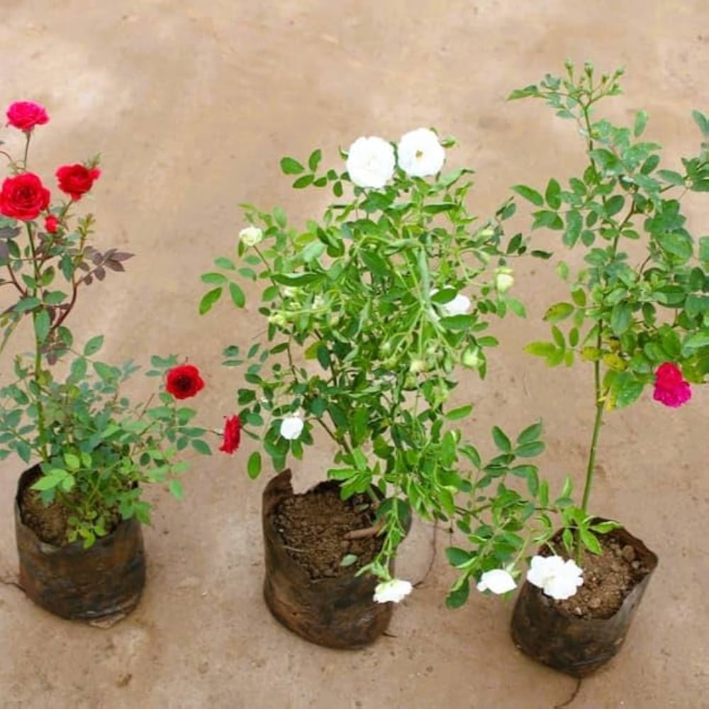 Mini Rosa Sp Miniature Rose Rosa spp. Seeds for Planting - Buy Now – Dharaseeds
