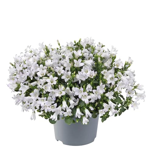 White Campanula Flower - Heirloom, Non - Gmo Seeds