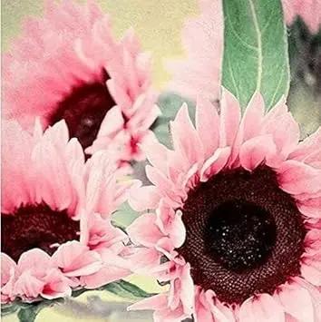 Bright Pink Sunflower Seeds for Planting – Unique Color Blooms for Your Garden Dhara Seeds