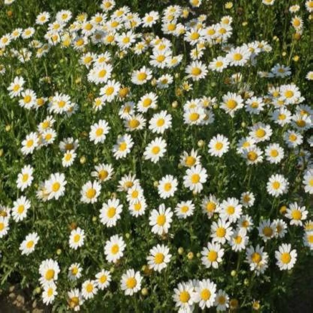 Chrysanthemum Paludosum White Flower Seeds for Summer Garden
