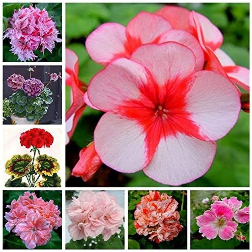 Rosebud pelargonium – Pelargonium spp. – for planting in home garden