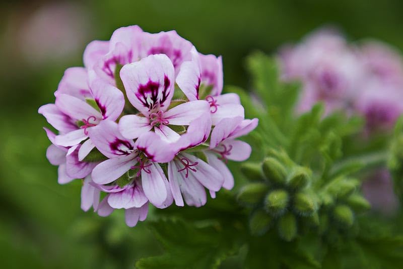 Rose Scented Geranium Seeds for Planting Pelargonium graveolens Home Garden Pots