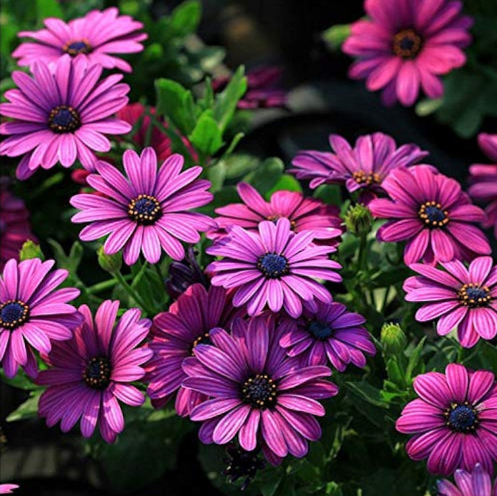 African Blue Eyed Daisy – Osteospermum chrysanthemum – for planting in bonsai garden