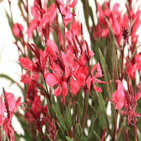 Red Gaura Flower - Heirloom, Non - Gmo Seeds