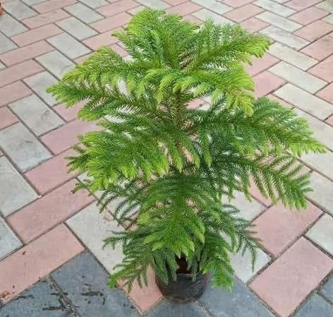 Araucaria Tree Green - Heirloom, Non - Gmo Seeds