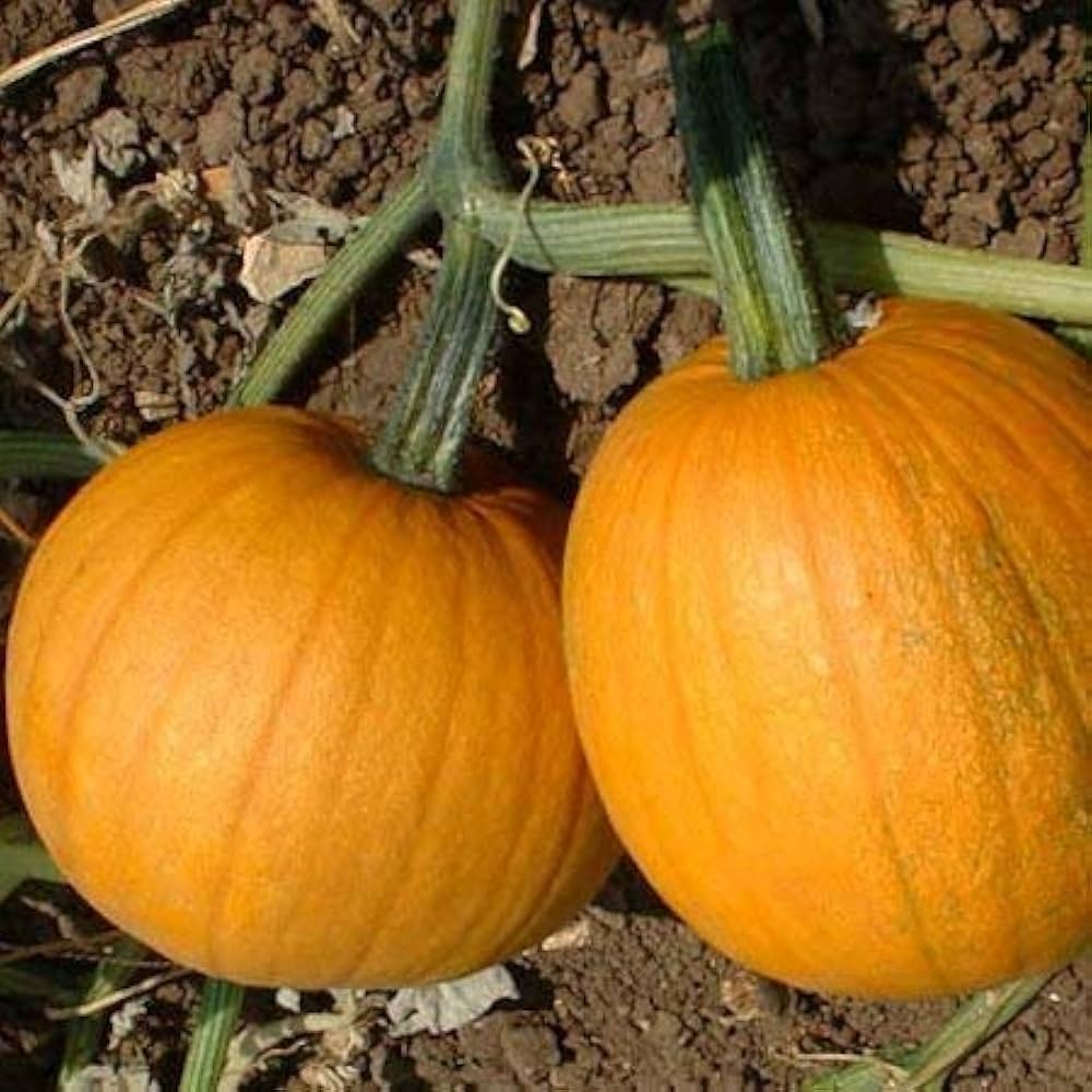 Pumpkin Seeds for Planting Cucurbita Pepo Mooregold organic vegetable patch farm plot