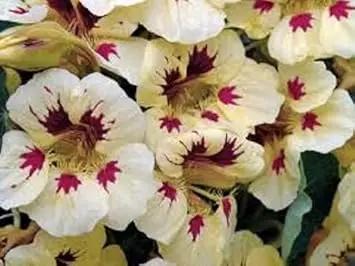Cream Ladybird Flower Seeds for Planting - NON GMO Seeds for planting in home garden