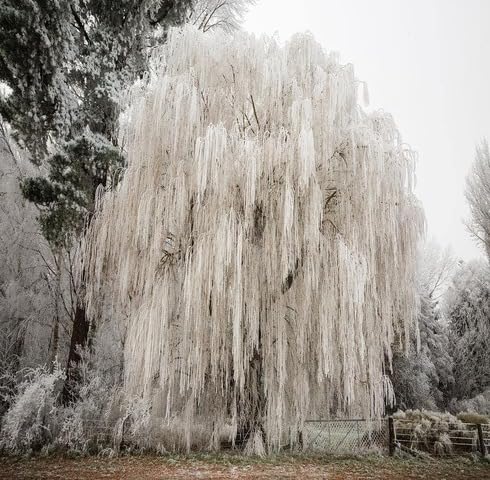 White Willow Tree - Heirloom, Non - Gmo Seeds