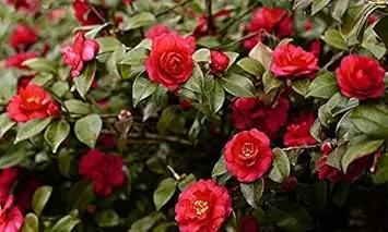 Red Camellia Flower Seeds for Planting – Organic, Heirloom, Non-GMO Seeds Dhara Seeds