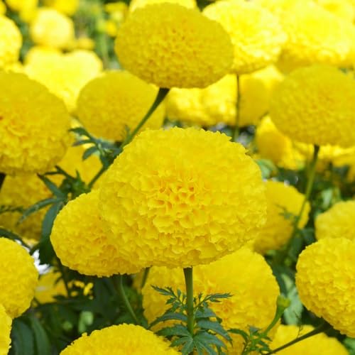 Yellow Marigold Flower - Heirloom, Non - Gmo Seeds