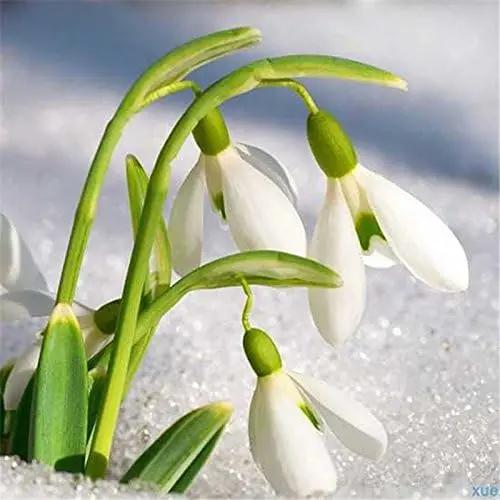 White Galanthus Nivalis Flower Seeds for Planting - NON GMO Seeds Dhara Seeds