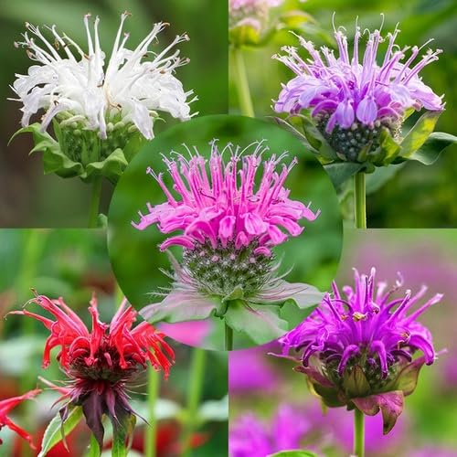 Mixed Monarda Flower - Heirloom, Non - Gmo Seeds