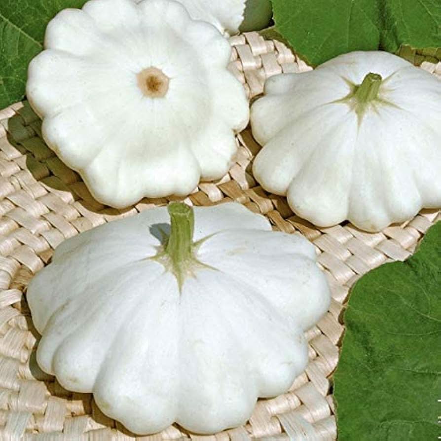White Patisson Non-GMO Heirloom Plant Seeds