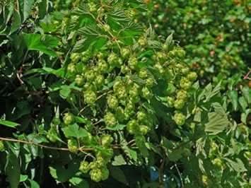 Dorado Hop Seeds for Planting heirloom & Non-GMO Seeds