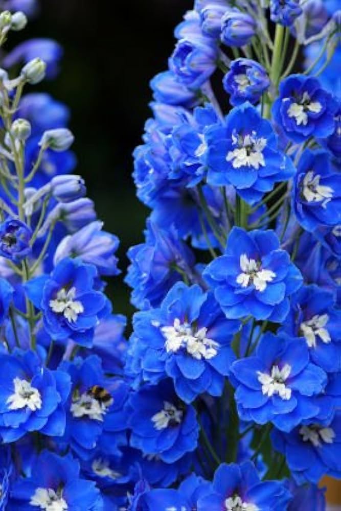 Delphinium Delphinium spp. Seeds for Planting - Ideal for Flower Bed & Urban Garden