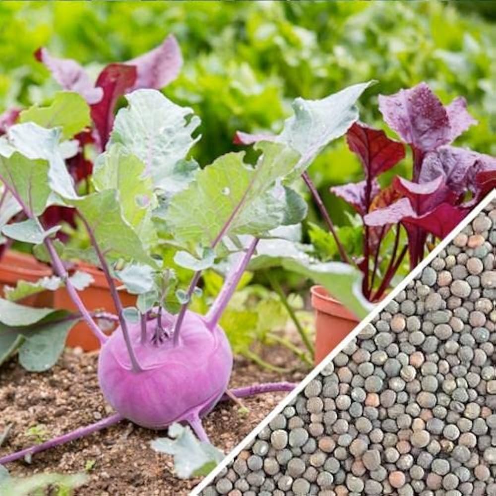 Purple Vienna Kohlrabi Brassica oleracea vegetable seeds for planting in kitchen garden beds