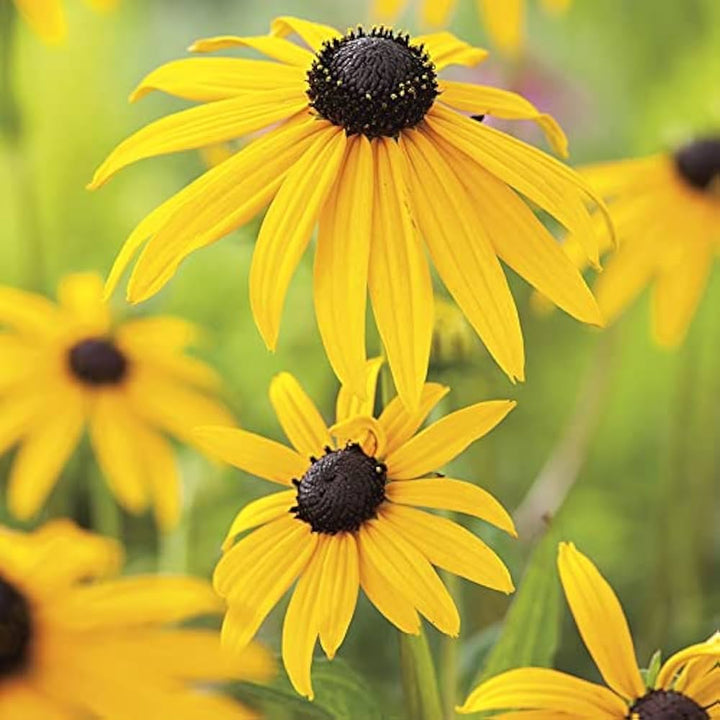 Yellow Goldsturm Flower Seeds for Planting - 100