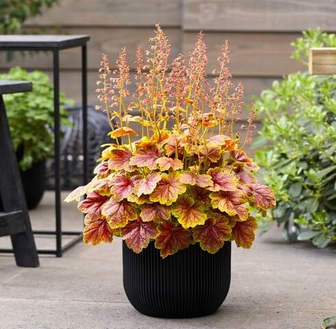Orange Heuchera - Heirloom, Non - Gmo Seeds