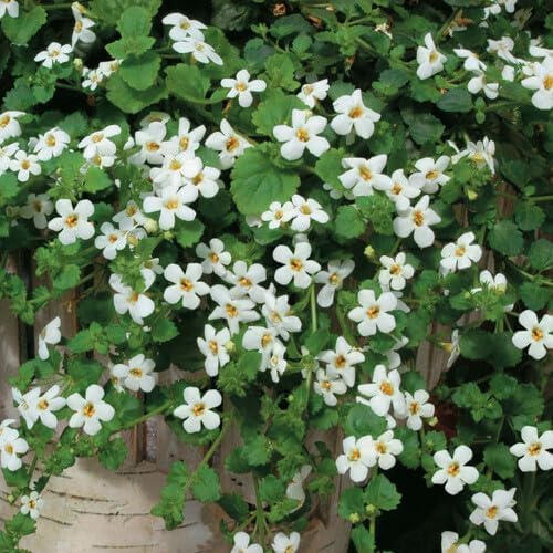 White Bacopa Flower - Heirloom, Non - Gmo Seeds