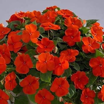 Orange Impatiens Flower Seeds for Planting - 100
