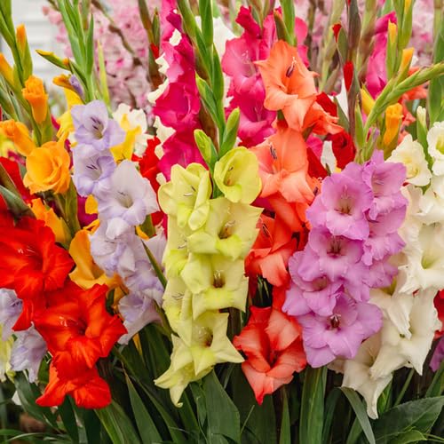 Mixed Gladiolus Flower - Heirloom, Non - Gmo Seeds