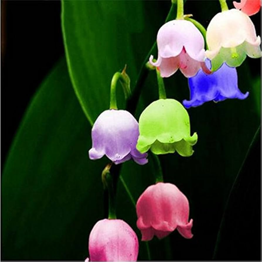 Heirloom Mixed Bell Orchid Flower Seeds – Non-GMO Colorful Garden Blooms for Planting for planting in your garden.