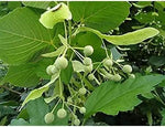 American Basswood Tree Seeds for Planting - NON GMO Seeds Dhara Seeds