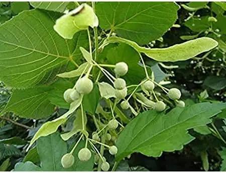 American Basswood Tree Seeds for Planting - NON GMO Seeds Dhara Seeds