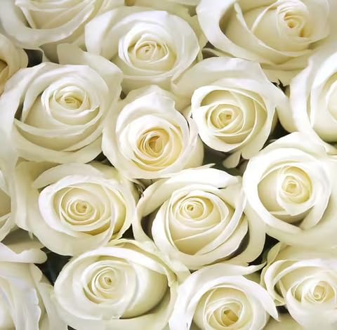White Rose Flower - Heirloom, Non - Gmo Seeds