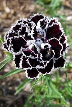 Chestnut Brown White Chianti Dianthus Heirloom Non Gmo Image